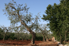 ...pełen gajów oliwnych... Foto: Maria Boratyńska